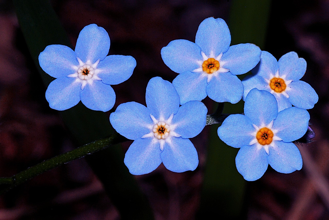 a close up of a bunch of blue flowers, by Jan Rustem, flickr, hurufiyya, endangered, warts, siblings, glowing blue by greg rutkowski