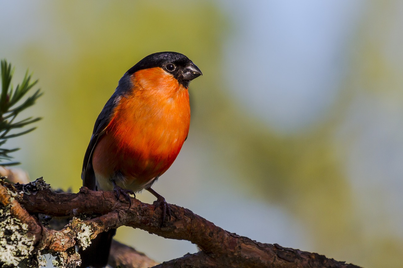 a small bird sitting on top of a tree branch, by Dietmar Damerau, shutterstock, red and orange colored, long thick shiny black beak, very handsome, very sharp photo