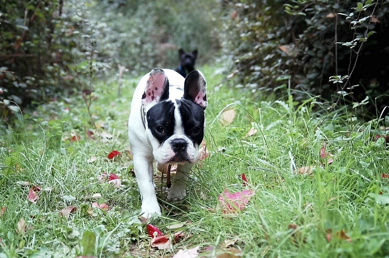 a black and white dog walking through a lush green forest, pixabay, bauhaus, french bulldog, in fall, puppies, high res photo