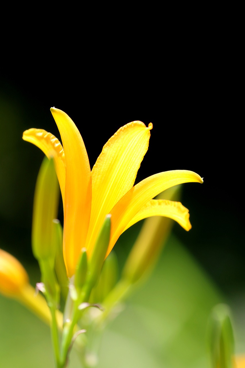 a close up of a yellow flower with water droplets, shutterstock, lily flowers. 8 k, accurate detail, smooth tiny details, telephoto shot