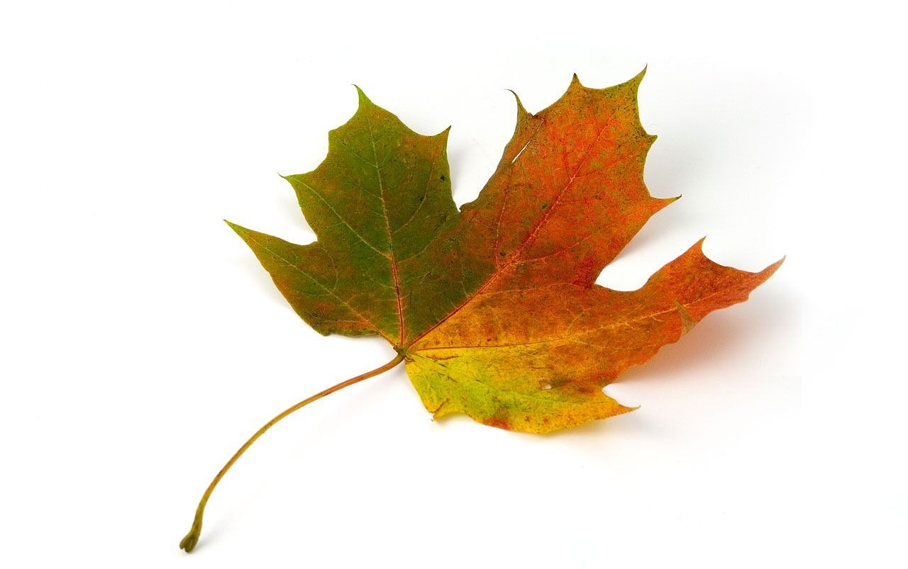 a close up of a leaf on a white surface, a picture, by Istvan Banyai, hurufiyya, istockphoto, canadian maple leaves, colored accurately, product introduction photo