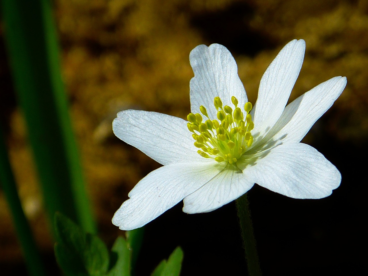 a close up of a white flower with green leaves, by Tom Carapic, flickr, anemones, drosera capensis, beautiful flower, simplicity
