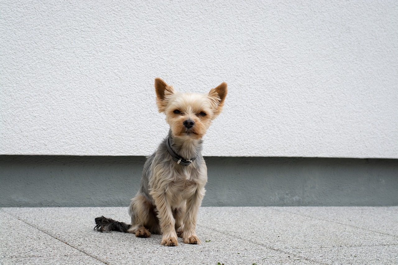 a small dog sitting on a sidewalk next to a building, minimalism, he has dark grey hairs, very sharp photo