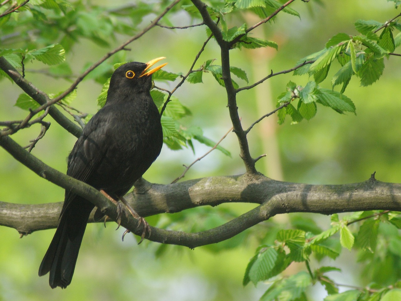 a black bird sitting on top of a tree branch, by Istvan Banyai, singing for you, may 1 0, horn, ny