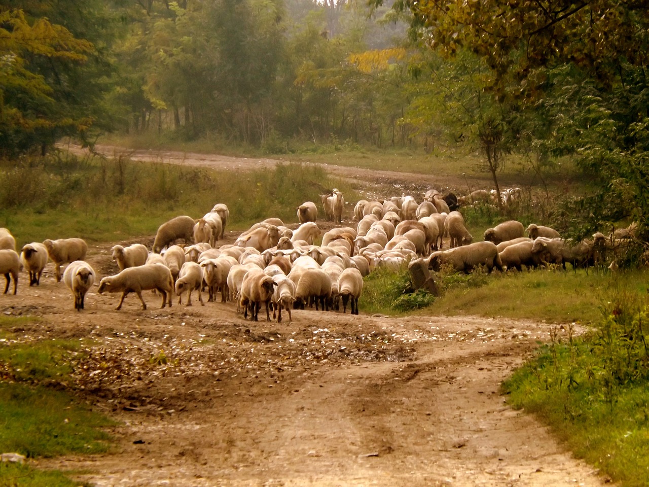 a herd of sheep walking down a dirt road, by György Vastagh, flickr, renaissance, ukrainian, piled around, stream, foam