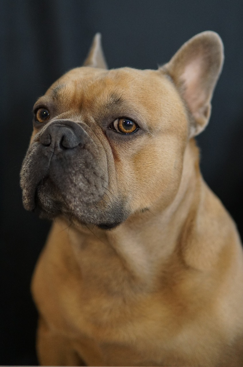 a close up of a dog with a black background, a portrait, by Emma Andijewska, flickr, french bulldog, terracotta, 2 4 mm iso 8 0 0 color, young male