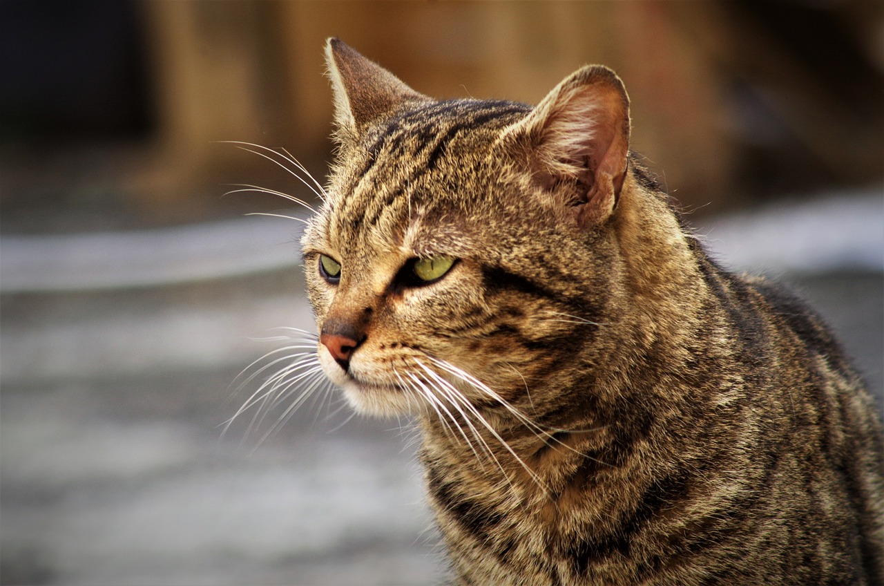 a close up of a cat with a blurry background, a picture, by Zoran Mušič, trending on pixabay, photorealism, side profile cenetered portrait, with a pointed chin, looking old, armored cat