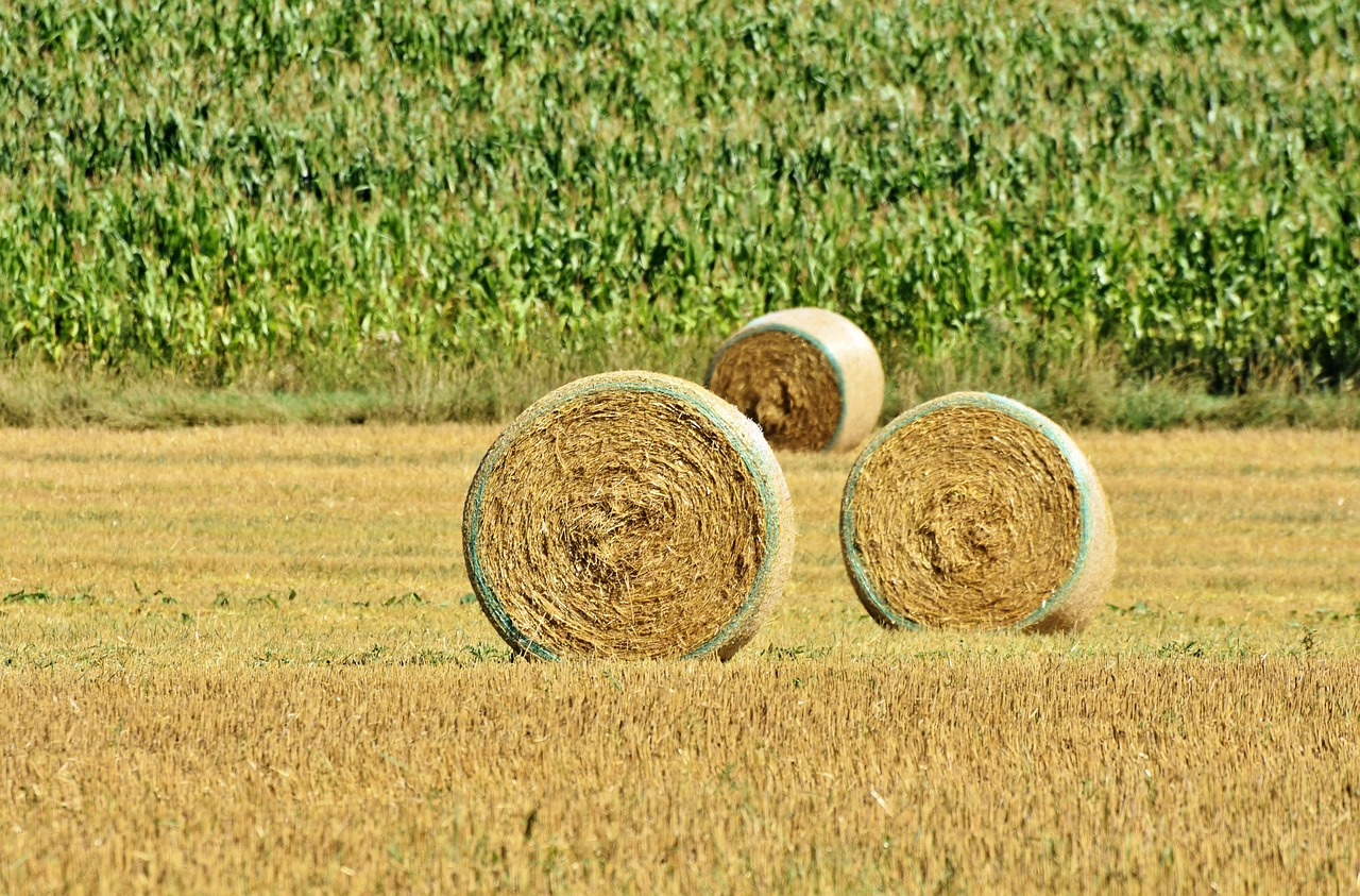 a couple of hay bales sitting on top of a field, a picture, pixabay, precisionism, tall corn in the foreground, telephoto shot, round format, istockphoto