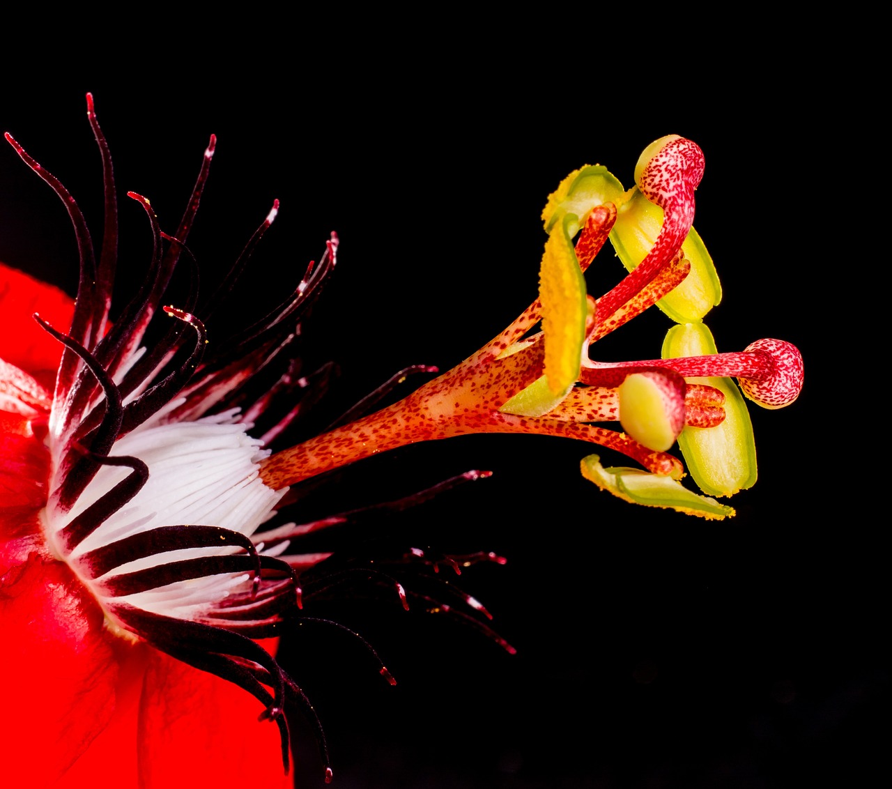 a close up of a red flower on a black background, a macro photograph, art photography, passion flower, miniature product photo, closeup photo, high resolution macro photo