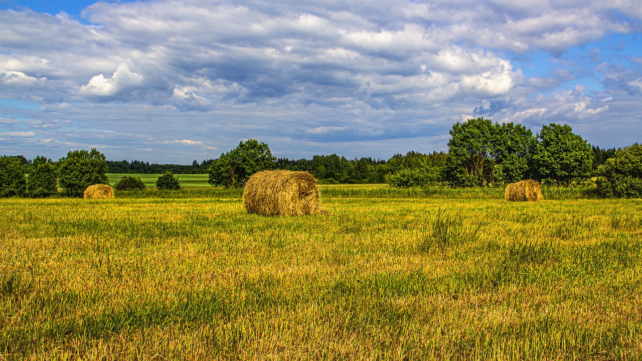a field with hay bales and trees in the background, pixabay, hdr colors, sweden, lonely scenery yet peaceful!!, poland