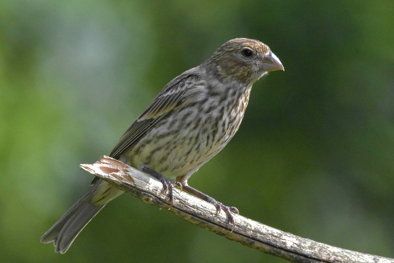 a small bird sitting on top of a tree branch, a portrait, by Linda Sutton, flickr, small mouth, 1 female, goatee, side view close up of a gaunt