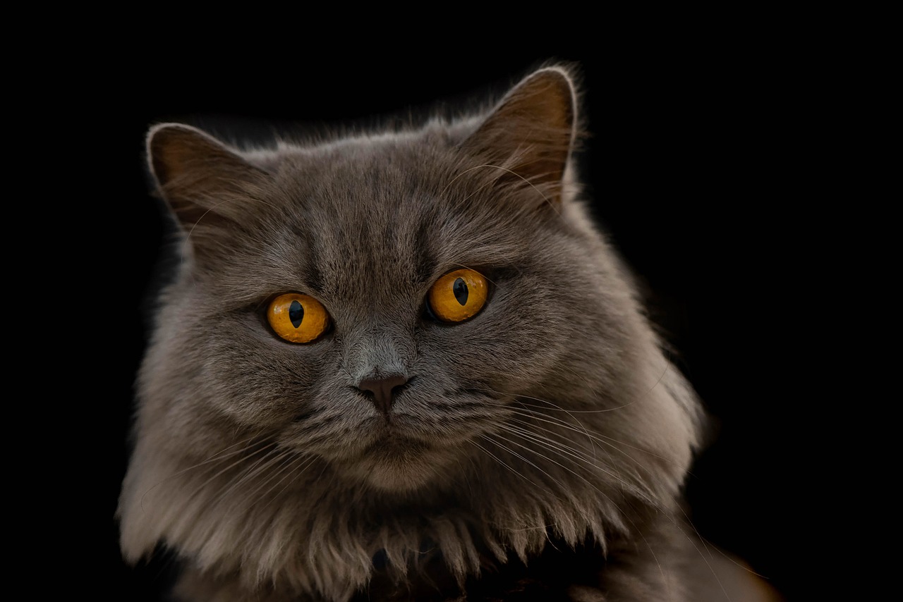 a close up of a cat with yellow eyes, a portrait, by Ivan Grohar, fluffy cat, dark, dusty and smokey, toward to the camera