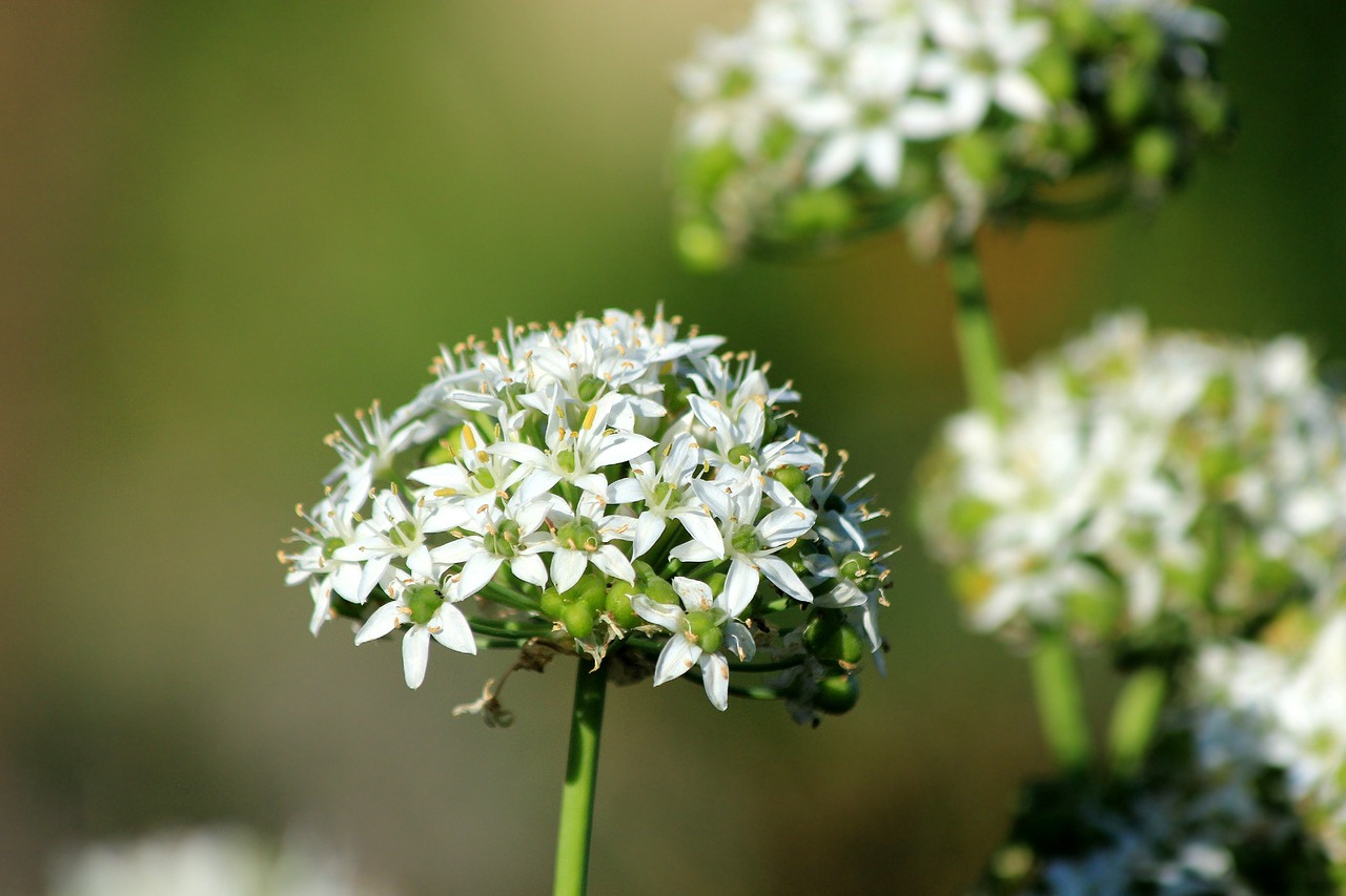 a close up of a bunch of white flowers, hurufiyya, emerald, umami, andré le nôtre, valerian