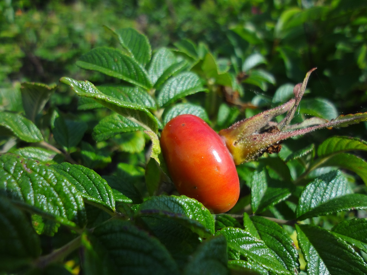 a close up of a flower on a plant, rasquache, fruit trees, rosa bonheurn, outdoor photo