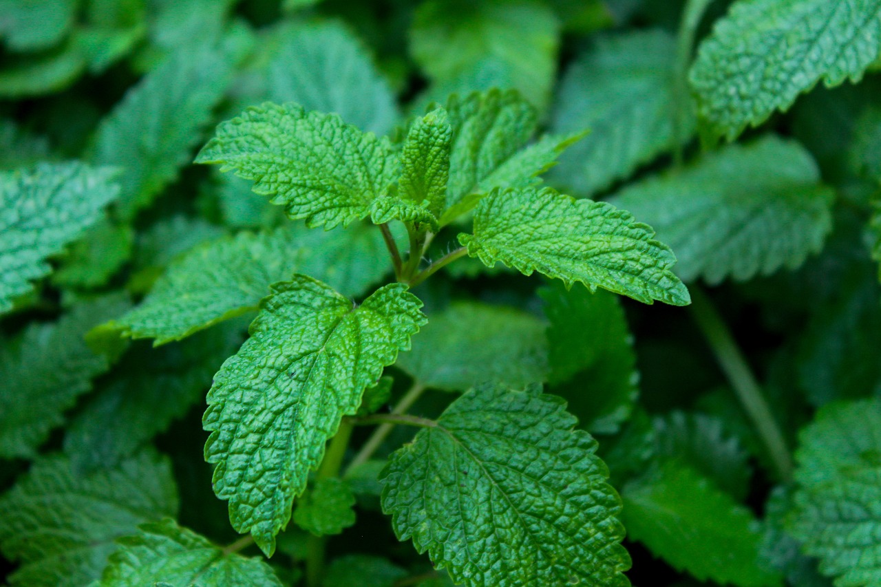 a close up of a plant with green leaves, shutterstock, peppermint motif, verbena, shot on nikon z9, stock photo