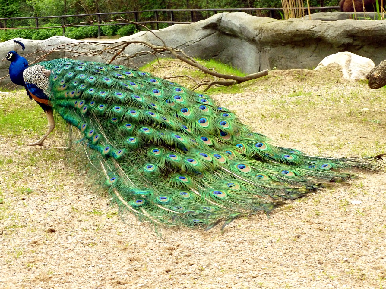 a peacock standing on top of a grass covered field, a photo, she is laying on her back, in the zoo exhibit, jungle gown, they are all laying down
