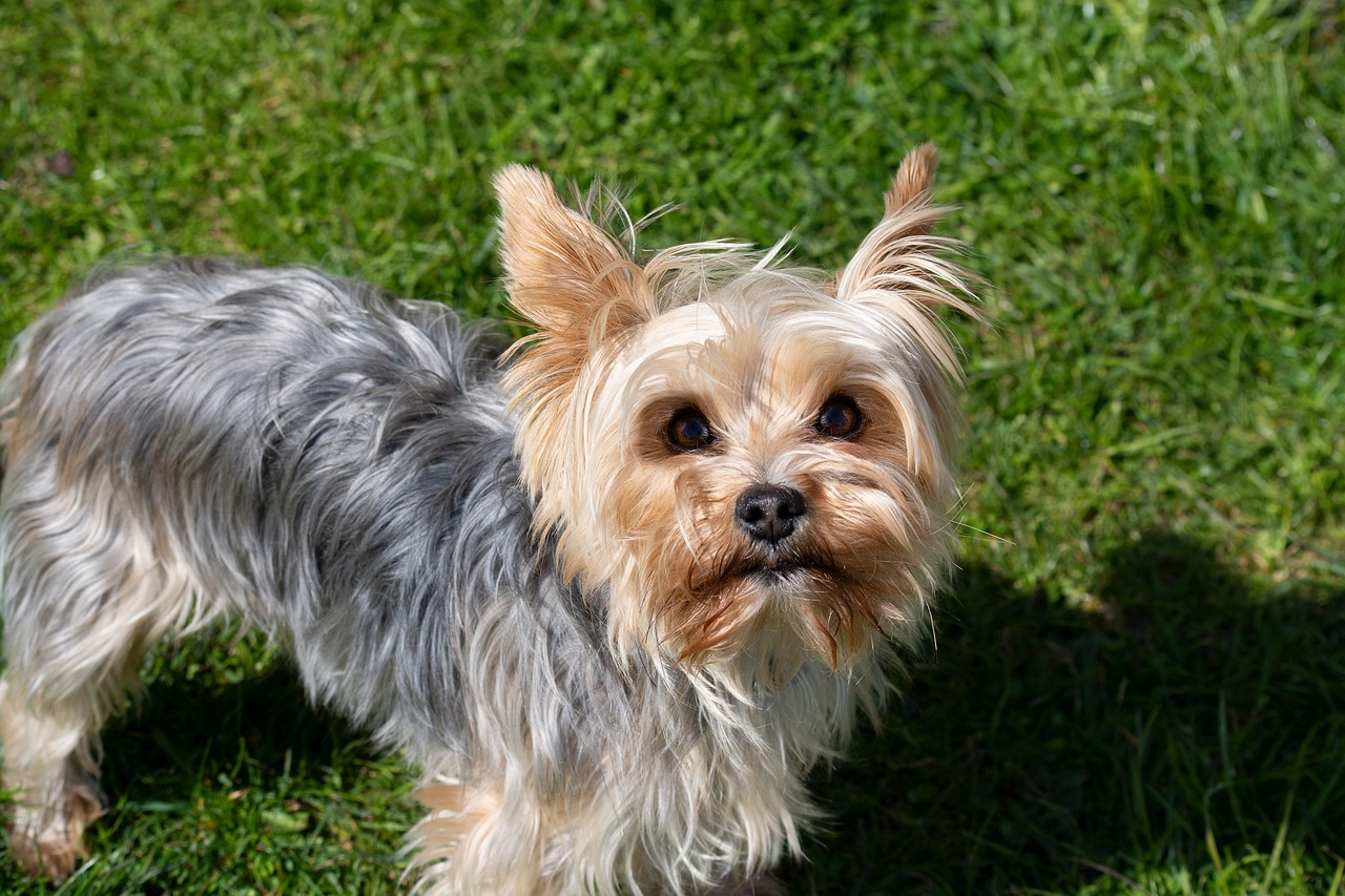 a small dog standing on top of a lush green field, a portrait, by David Simpson, pixabay, photorealism, yorkshire terrier, headshot of young female furry, having fun in the sun, ear floof