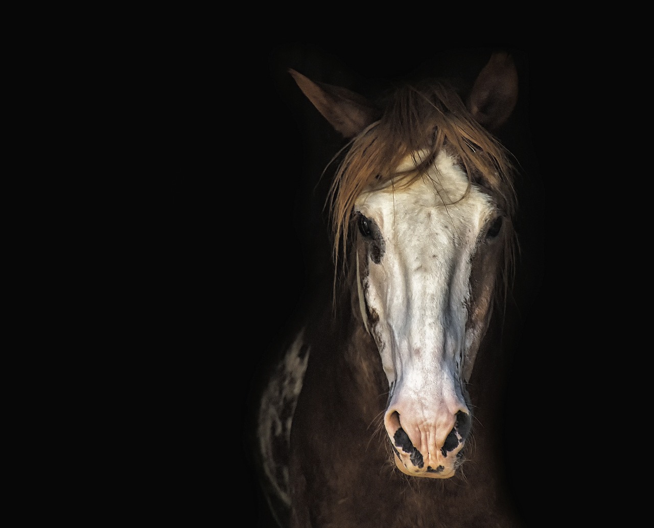 a brown and white horse standing in the dark, a portrait, featured, istock, spotted ultra realistic, a silver haired mad