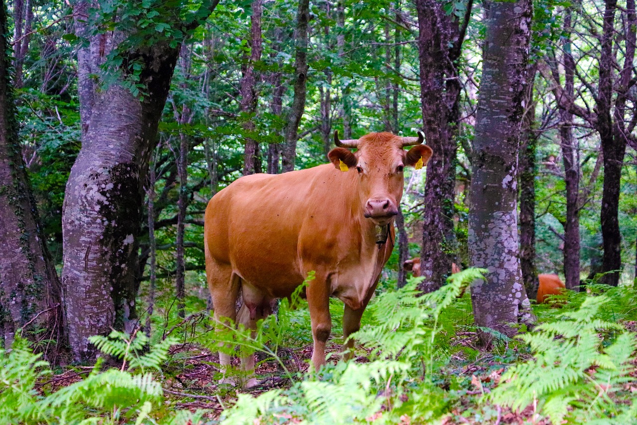 a brown cow standing in the middle of a forest, by Linda Sutton, new hampshire, tourist photo, red cheeks, a blond