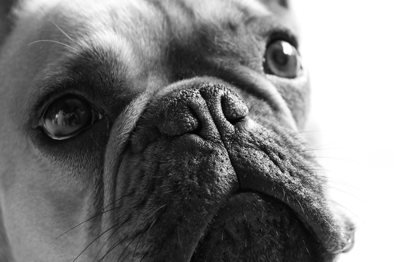 a black and white photo of a dog's face, a stipple, by Matthias Weischer, pexels, french bulldog, wrinkles and muscle tissues, closeup 4k, cheeky!!!