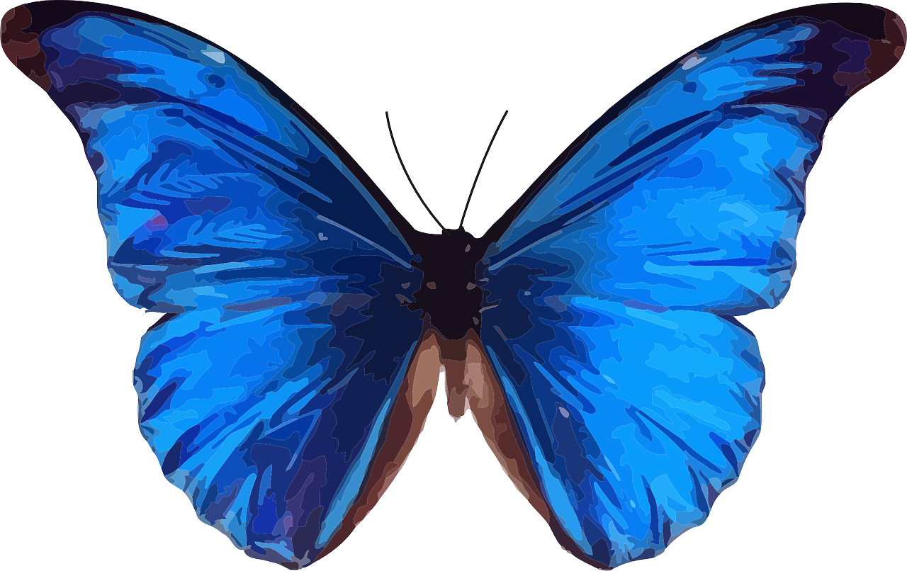 a close up of a blue butterfly on a white background, an illustration of, pixabay, hurufiyya, rear facing, tempera, full color illustration, rorsach path traced
