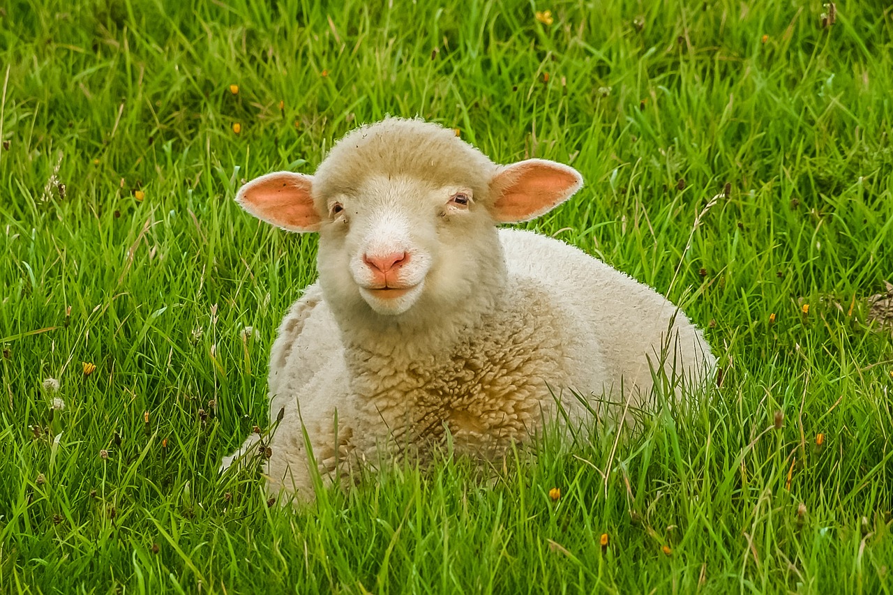 a sheep that is laying down in the grass, a picture, by Jan Rustem, shutterstock, fine art, mischievous grin, little bo peep, 2 0 2 2 photo, “portrait of a cartoon animal