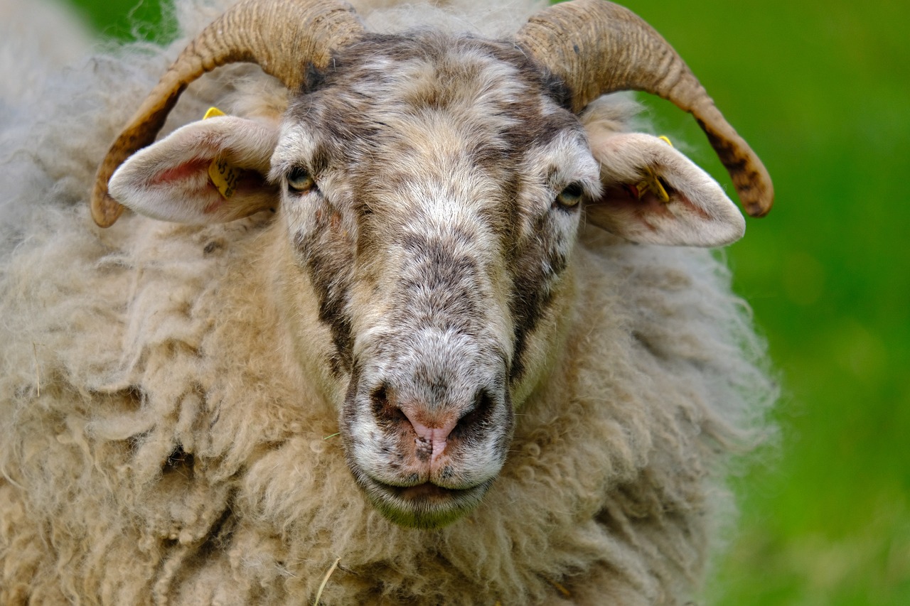 a close up of a sheep with large horns, a portrait, by Dietmar Damerau, flickr, romanticism, large grey eyes, mossy head, face photo