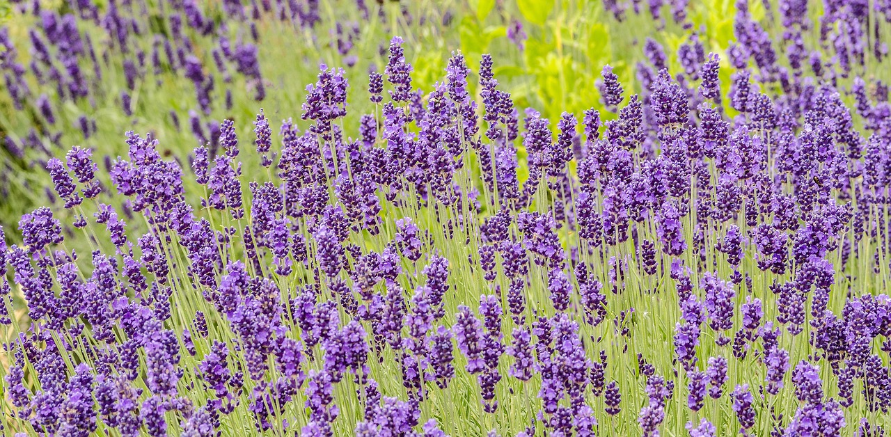 a bunch of purple flowers in a field, pixabay, 🦩🪐🐞👩🏻🦳, salvia droid, 2 0 0 mm telephoto, f / 2. 5