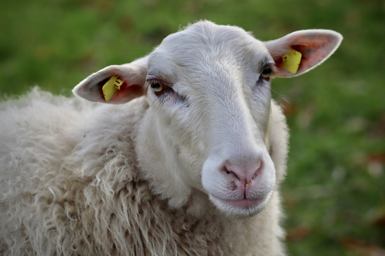 a close up of a sheep looking at the camera, by Erwin Bowien, pixabay, renaissance, square nose, local conspirologist, gauged ears, photograph of april