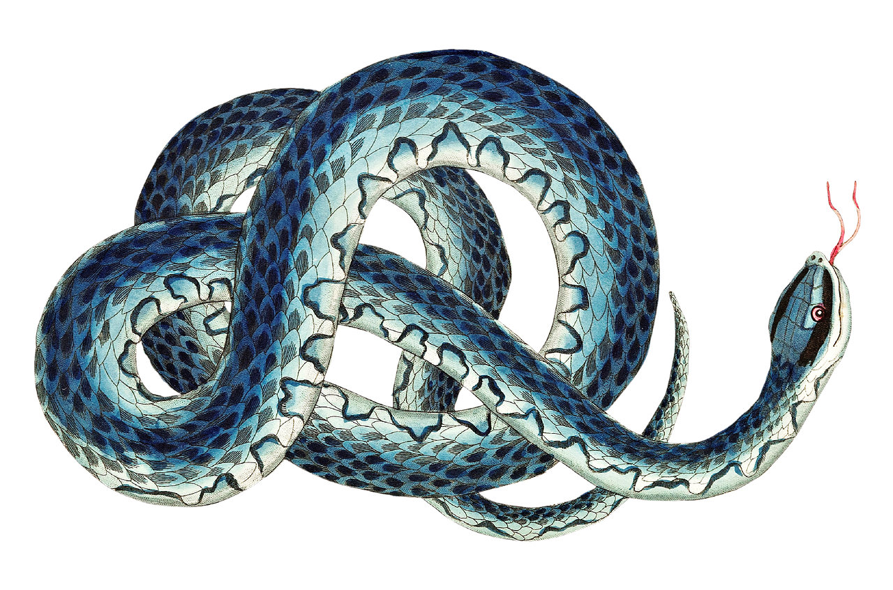 a blue and white snake on a black background, an illustration of, by Andrei Kolkoutine, shutterstock, highly detailed wide, entwined bodies, full color illustration, spaghettification