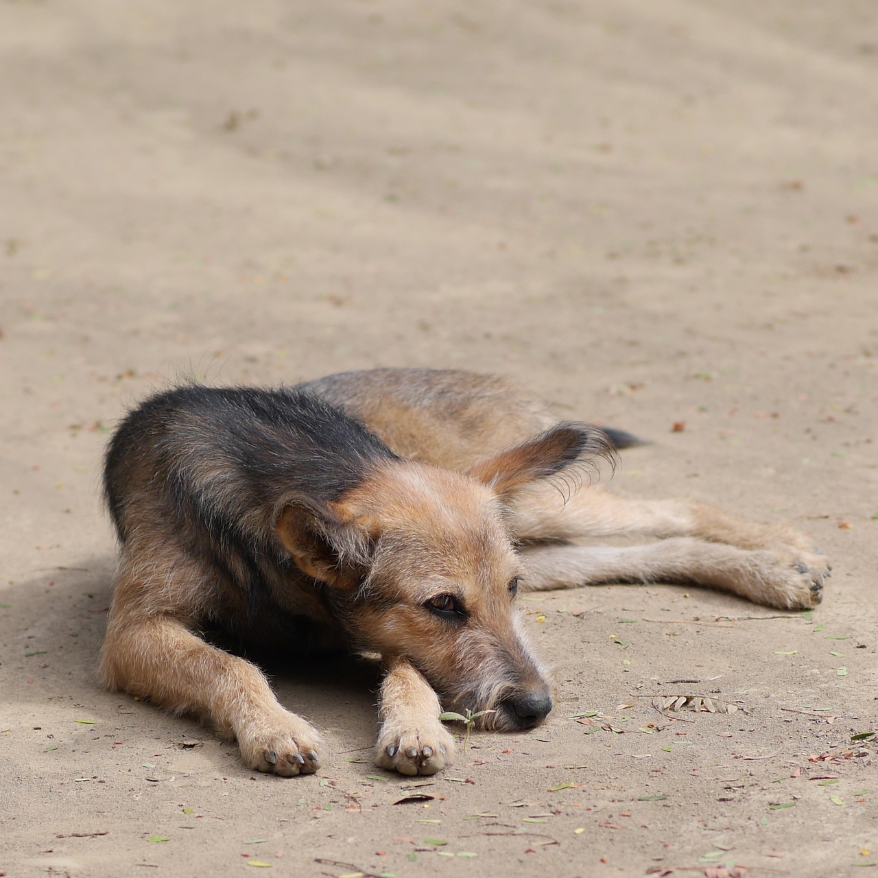 a brown and black dog laying on top of a sandy ground, sumatraism, bangalore, hatched pointed ears, taken in zoo, very sharp photo