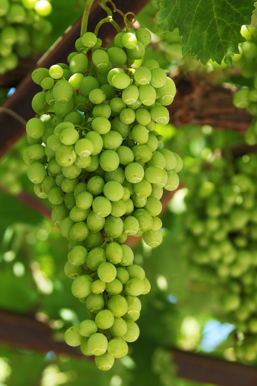 a bunch of green grapes hanging from a vine, flickr, hurufiyya, 3 2 x 3 2, wallpaper - 1 0 2 4, abundant fruition seeds, date trees