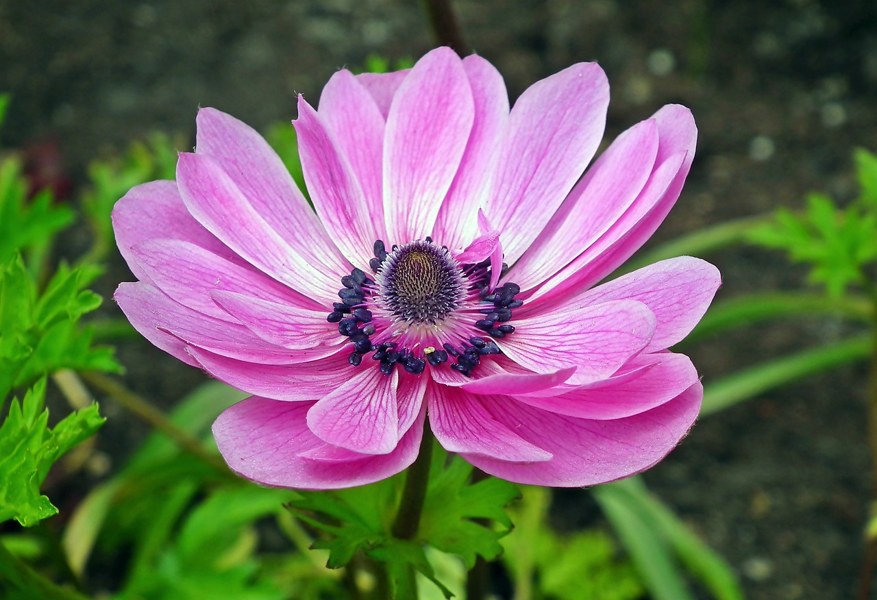 a close up of a pink flower with green leaves, by Anna Haifisch, flickr, anemone, beautiful flower, purple flowers, various posed