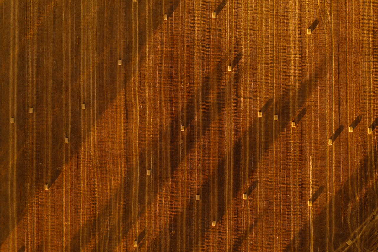 a person riding a surfboard on a wave in the ocean, a macro photograph, by Richard Carline, sōsaku hanga, seamless wood texture, beaded curtains, taken from a plane, evening sunlight