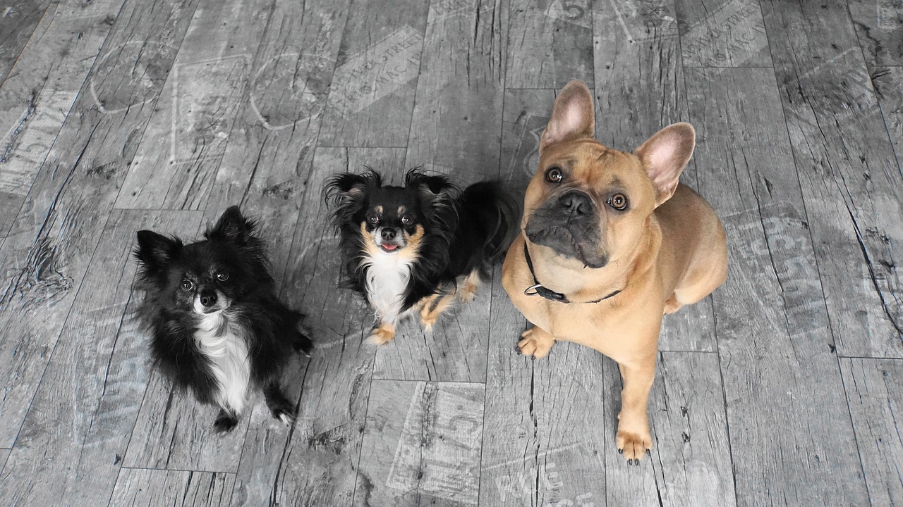 a couple of dogs sitting on top of a wooden floor, a portrait, by Emma Andijewska, pexels, bauhaus, three animals, with wart, looking up at camera, 🤬 🤮 💕 🎀