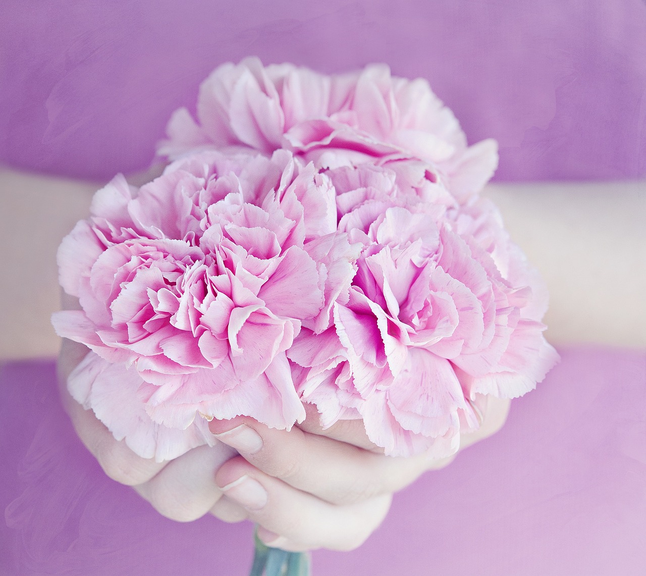 a person holding a bouquet of pink flowers, by Maksimilijan Vanka, istockphoto, giant carnation flower head, pastel purple background, bumps