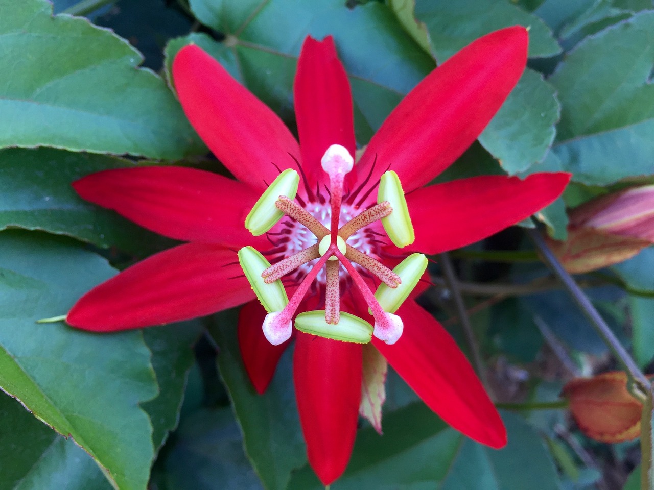 a close up of a flower on a plant, by Robert Brackman, hurufiyya, green bright red, passion flower, viewed from above, ivy