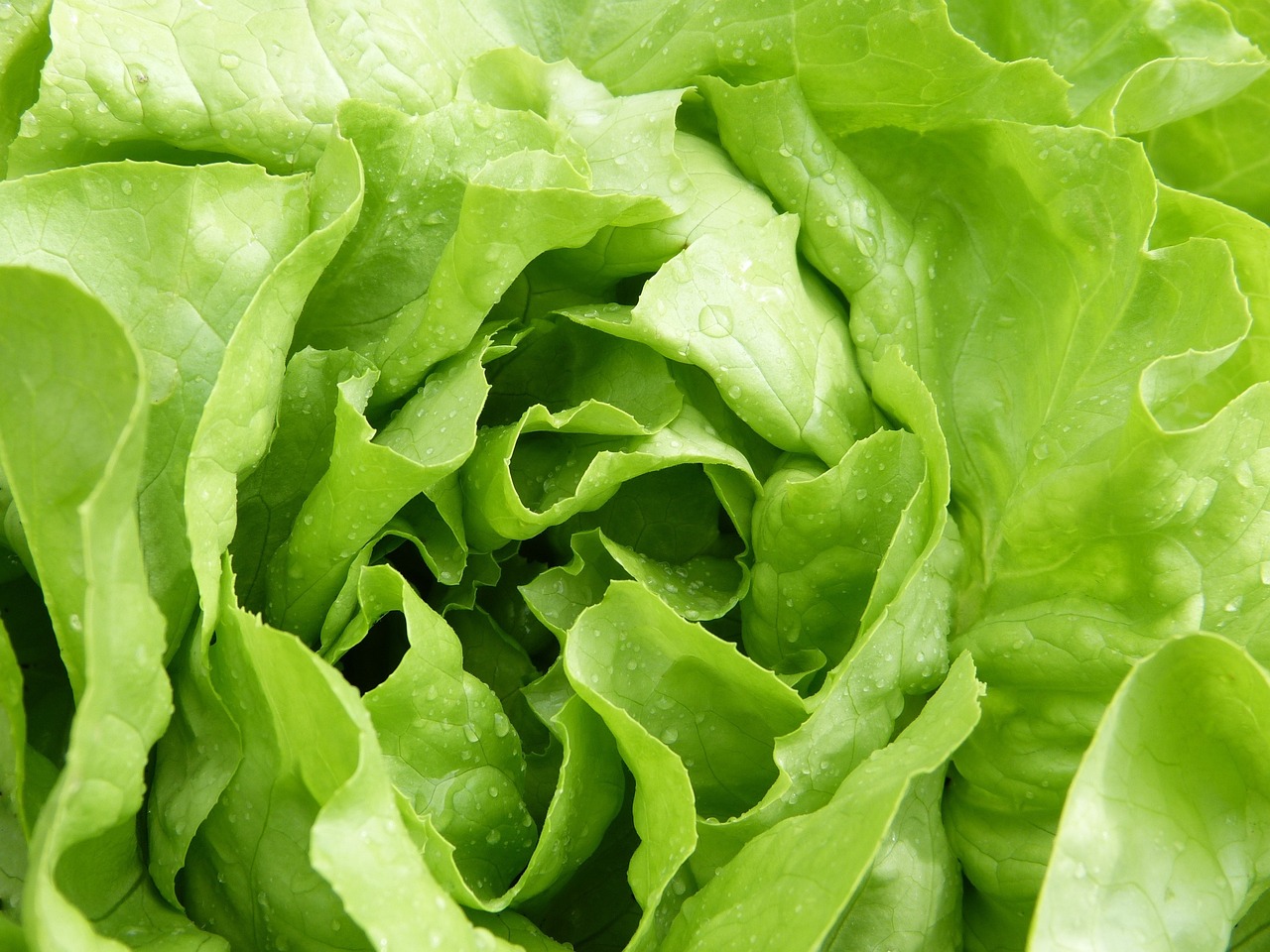 a close up of a lettuce plant with water droplets, by Samuel Scott, pixabay, stock photo, istockphoto, snacks, 🐿🍸🍋
