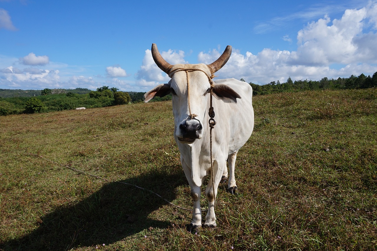 a white cow standing on top of a lush green field, jamaica, two large horns on the head, wikimedia, cow-girl