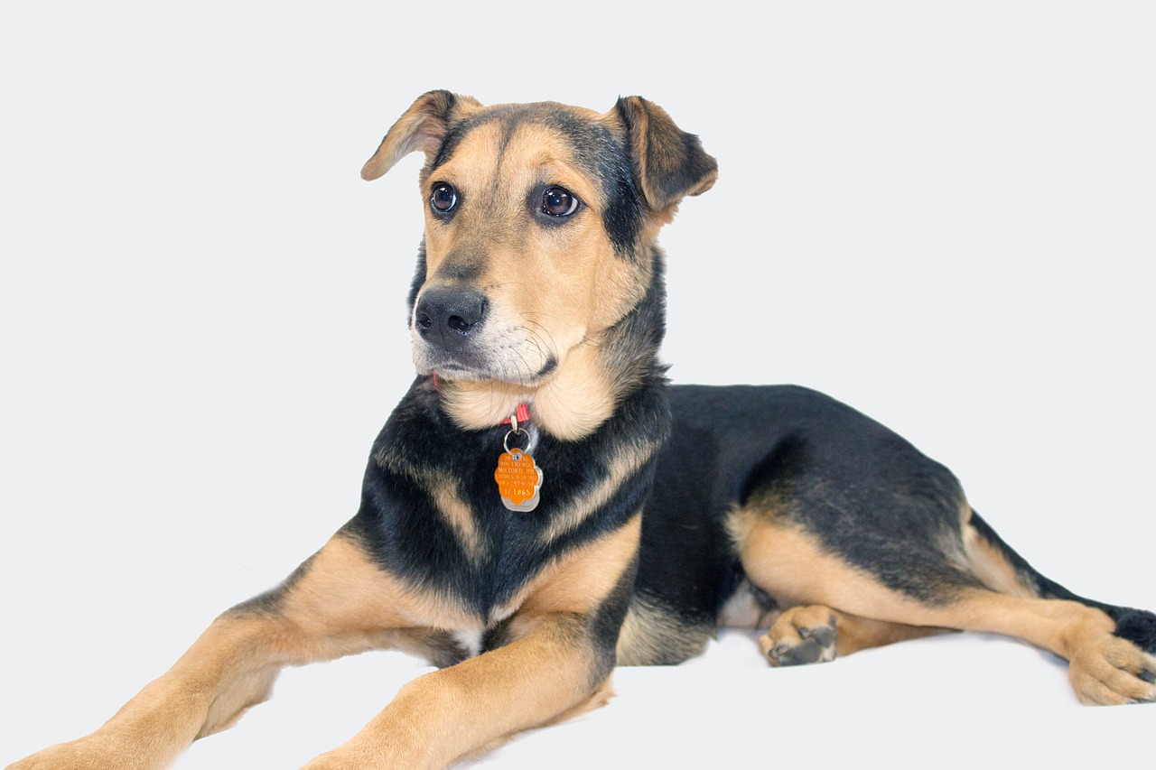 a black and brown dog laying down on a white surface, bauhaus, adopt, handsome girl, small ears, cnn