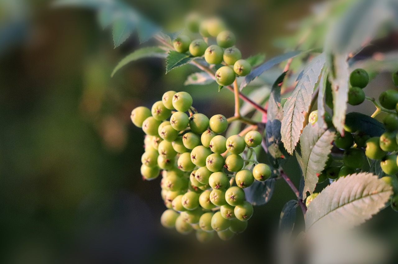 a bunch of green berries hanging from a tree, a digital rendering, flickr, closeup portrait shot, short telephoto, mid shot photo, soft golden light