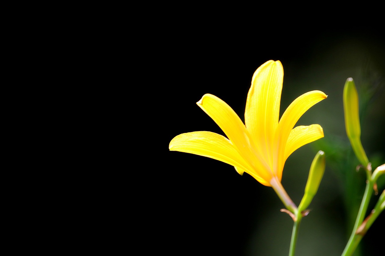 a close up of a yellow flower on a stem, flickr, minimalism, lily flowers. 8 k, black. yellow, the yellow creeper, beautiful flower