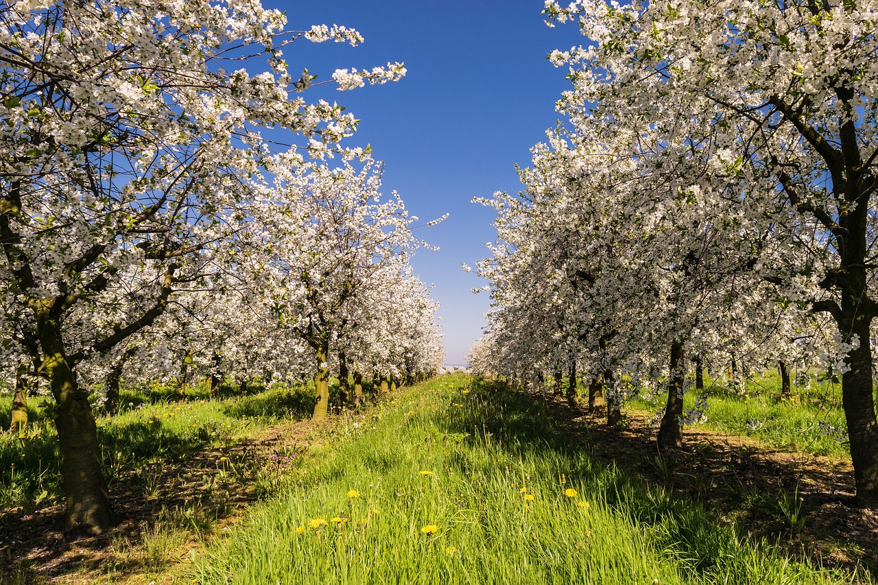 a field filled with lots of trees covered in white flowers, by Hans Fischer, pixabay, cherries, idaho, blossoming path to heaven, 🐿🍸🍋