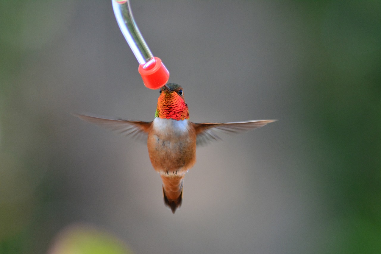 a hummingbird taking a drink from a humming feeder, by Jan Rustem, flickr, with long thin antennae, bottom - view, orange head, maui