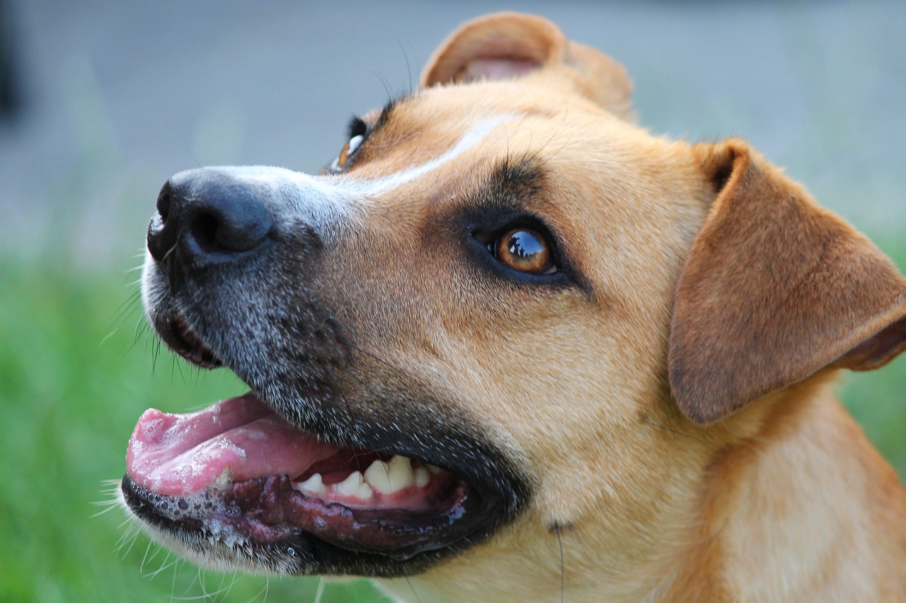 a close up of a dog with its mouth open, a picture, inspired by Elke Vogelsang, pixabay, renaissance, really realistic, amber, labrador, a still of a happy