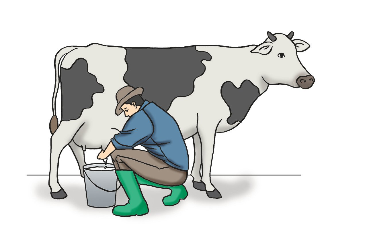a man is milking a cow with a bucket, an illustration of, by Jan Zrzavý, pixabay, wikihow illustration, istockphoto, mottling coloring, woman