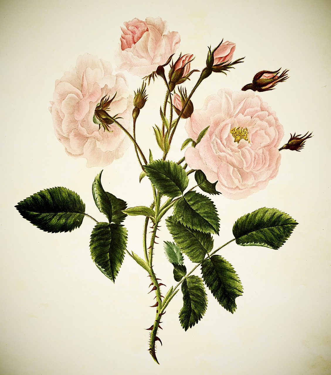 a painting of pink roses with green leaves, an illustration of, by Pierre-Joseph Redouté, shutterstock, digitally enhanced, mary delany, naturalist illustration, close-up view