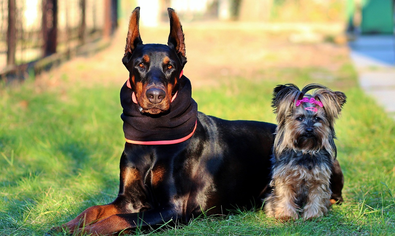 a couple of dogs sitting on top of a lush green field, a portrait, by Zofia Stryjenska, pixabay, bandanas, rottweiler rabbit hybrid, cold sunny weather, canines sports photo