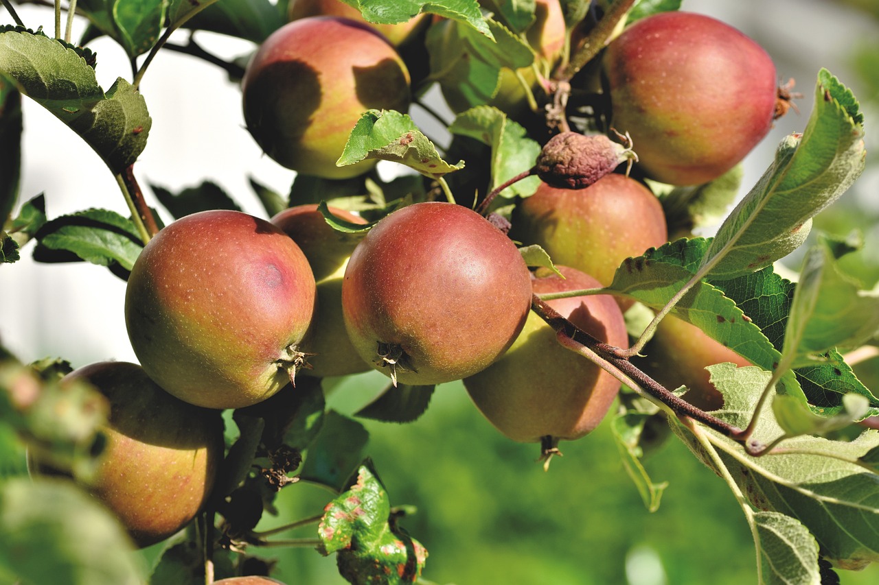 a close up of a bunch of apples on a tree, by Edward Corbett, osr, breeding, best selling, trio