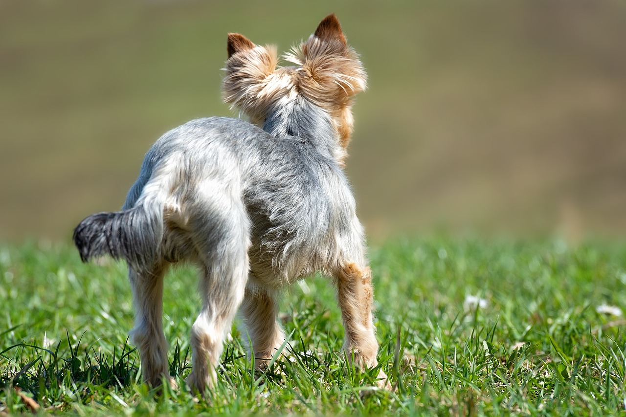 a small dog standing on top of a lush green field, a photo, by Juergen von Huendeberg, shutterstock, yorkshire terrier, tail slightly wavy, grey ears, in profile
